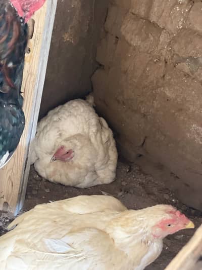 ASEEEL MALES FEMALES FOR SALE PLEASE SERIOUS BUYER IN DM SUKRIA