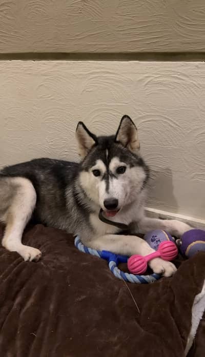 Husky for adoption
