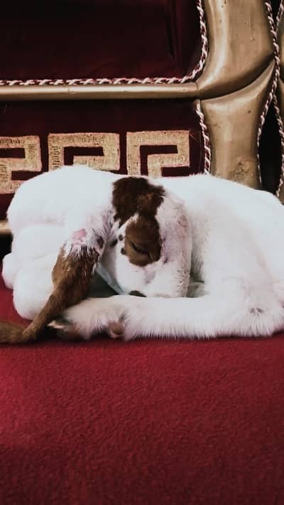 Cute baby goat for sale