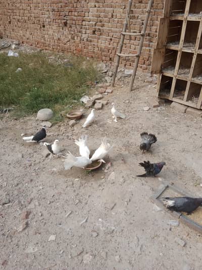 Pigeons for Sale
