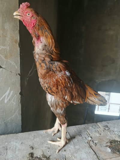 Pure mainwali pila aseel