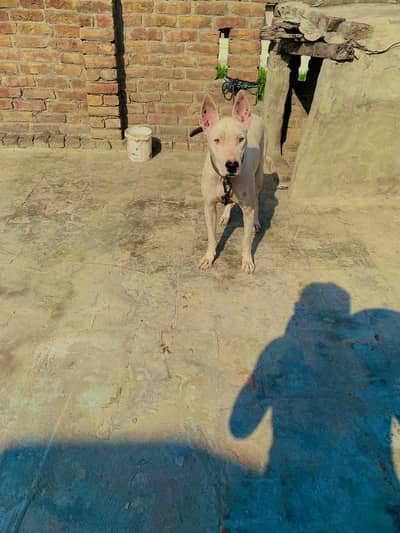 gultair female dog