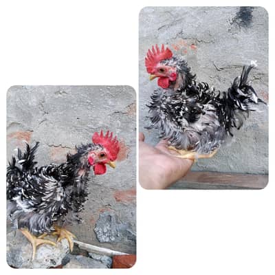 Frizzle Japanese bantam