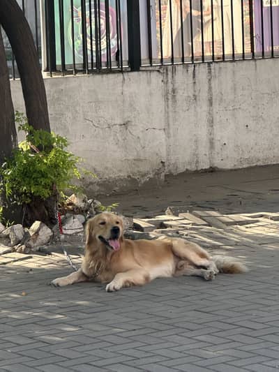 Premium Golden Retriever