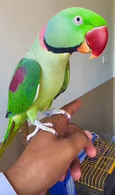 Kashmiri parrot -2 Year Old l talking Mela parrot