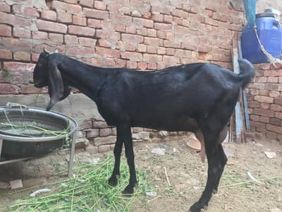 bakri ghaban 0321.66,22.949