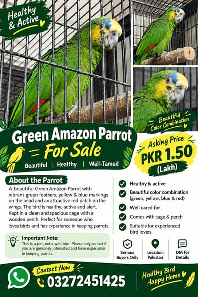 Beautiful Green Amazon Parrot for Sale