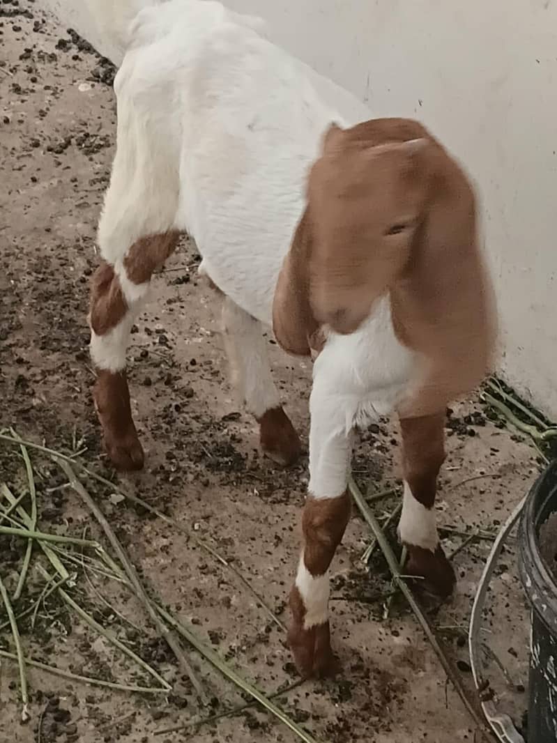 tapra bacha 1