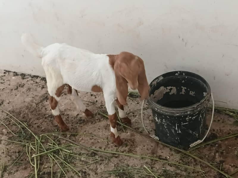 tapra bacha 2