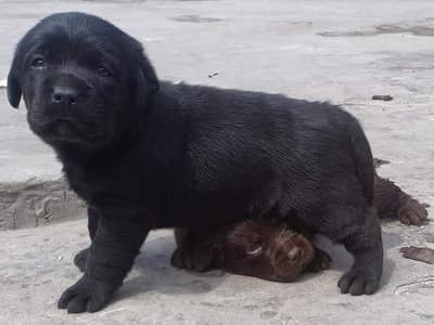 Labrador pedigree microchipe puppy 03014615555
