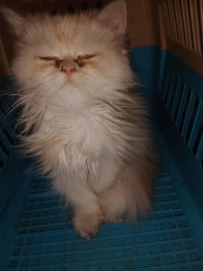 PERSIAN KITTEN