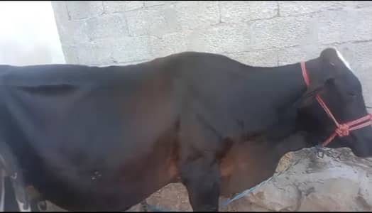 Cow For Sale