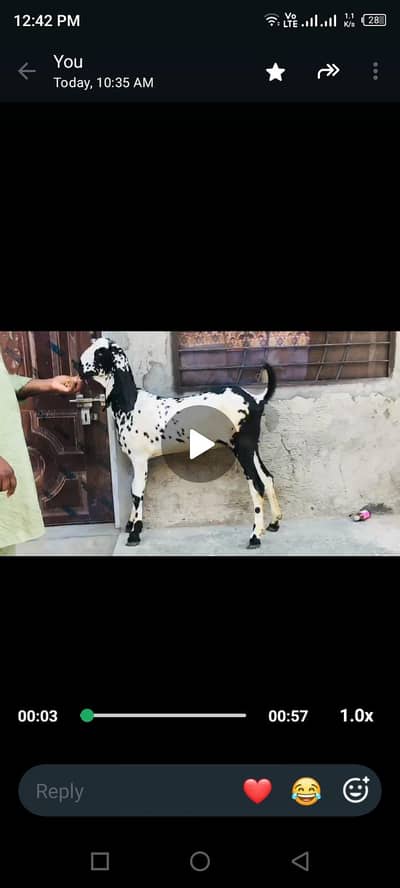 1.5 say 2month ki lagi hoi hay ghban hy pehla sowa hy iska