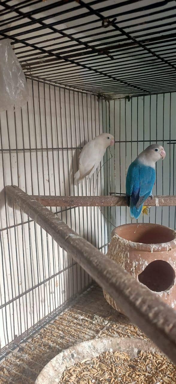 Albino Split 0