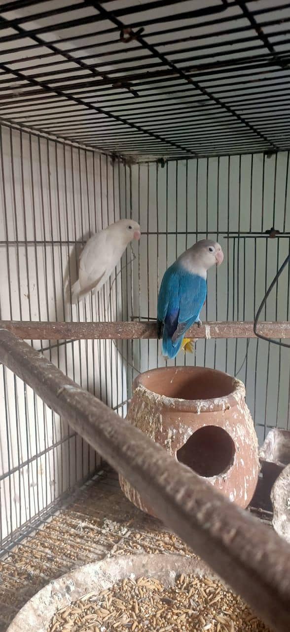 Albino Split 3