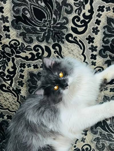 pure Persian with trimmed hair