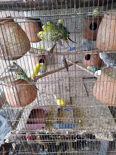 Budgie Breeder pair for sale