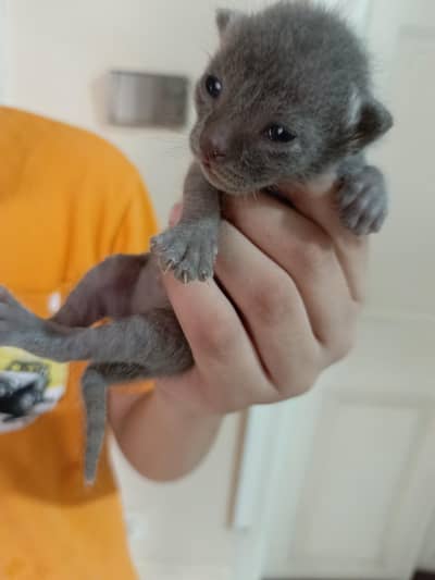 British Shorthair Kittens