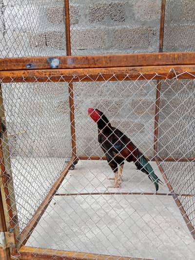 Pure Aseel Murga for Sale - Havelian