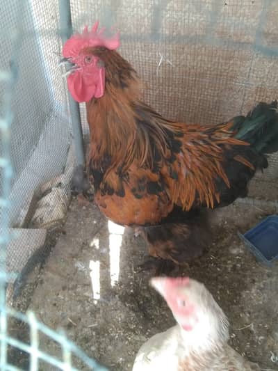 Black and golden buff