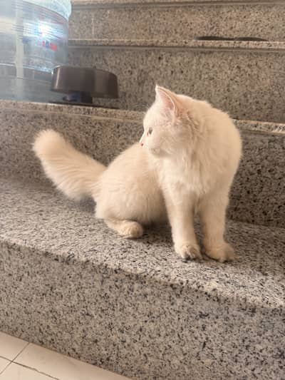 Persain female kitten