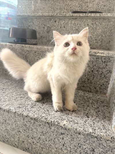 Persain female kitten