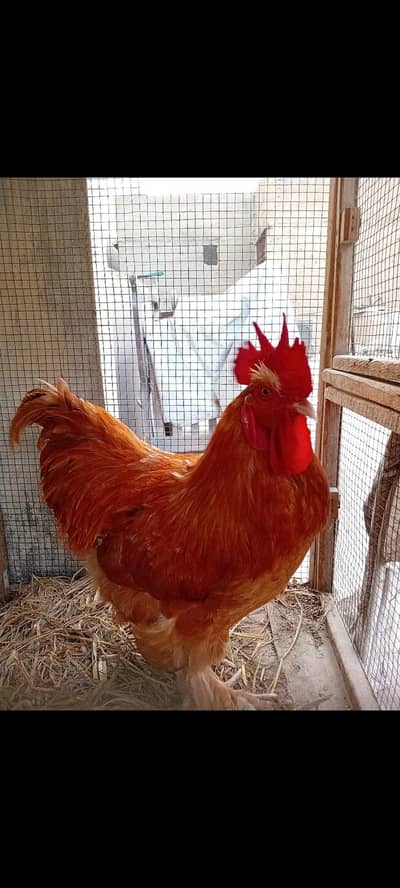Golden Buff male breeder in Big Size