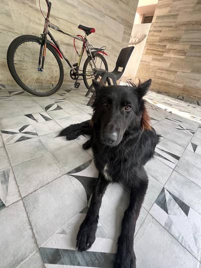 black Belgian shepherd