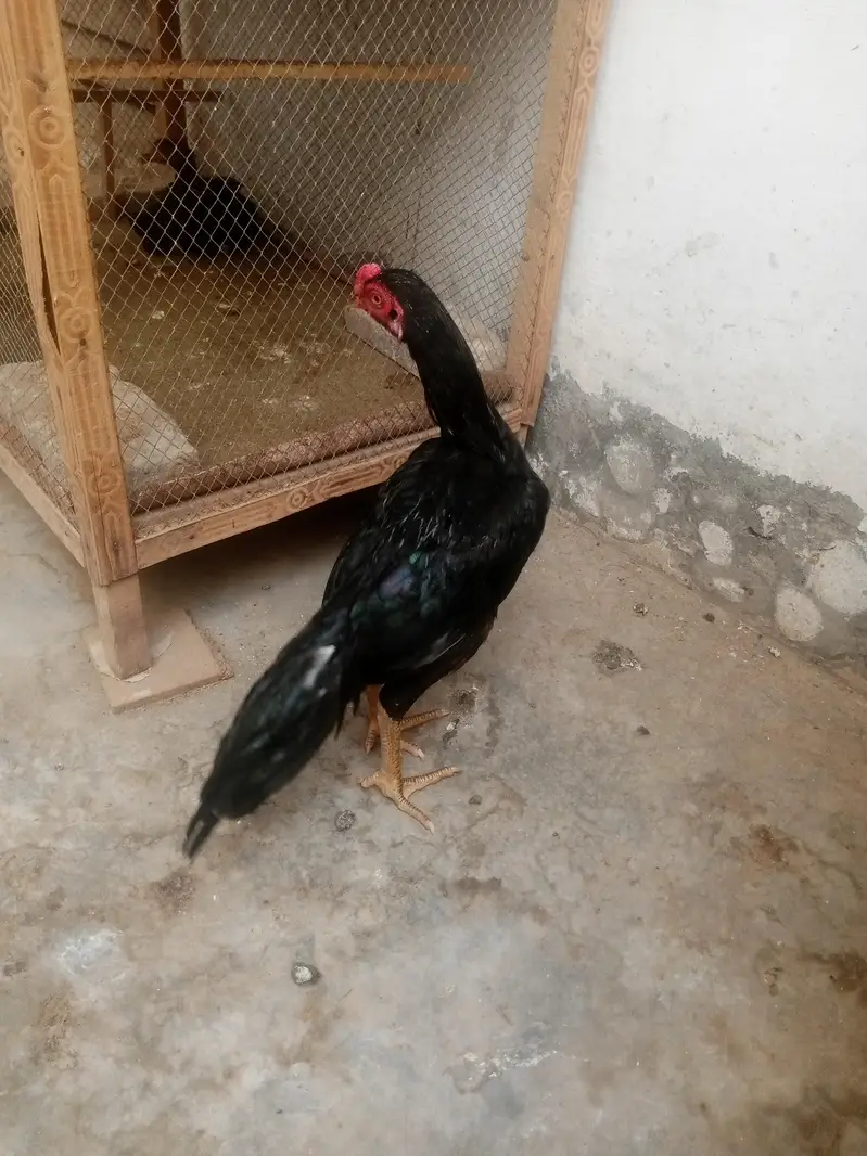 lasani aseel — photo 2