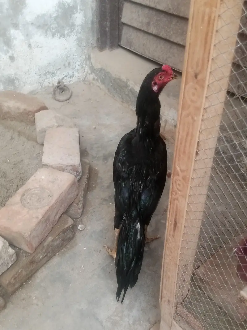 lasani aseel — photo 3