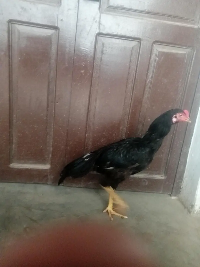 lasani aseel — photo 4