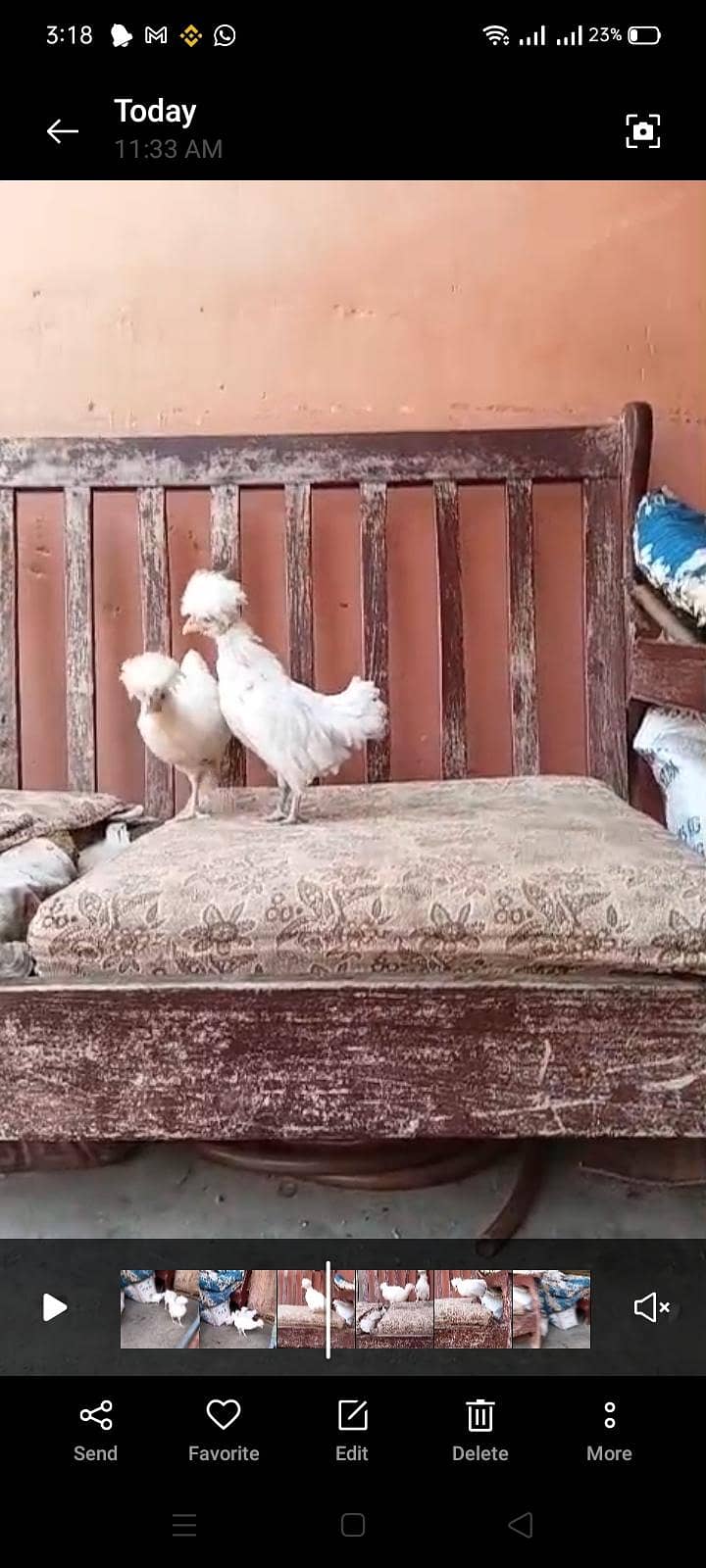 White polish chick's 0