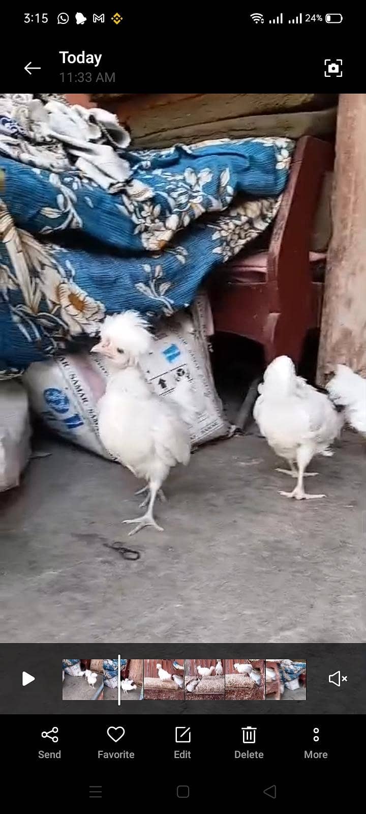 White polish chick's 1