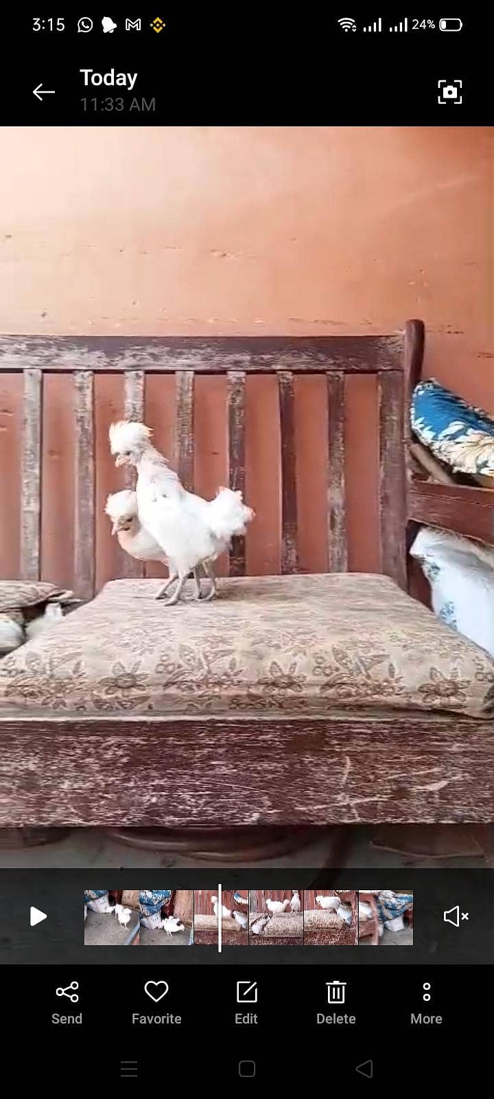 White polish chick's 2