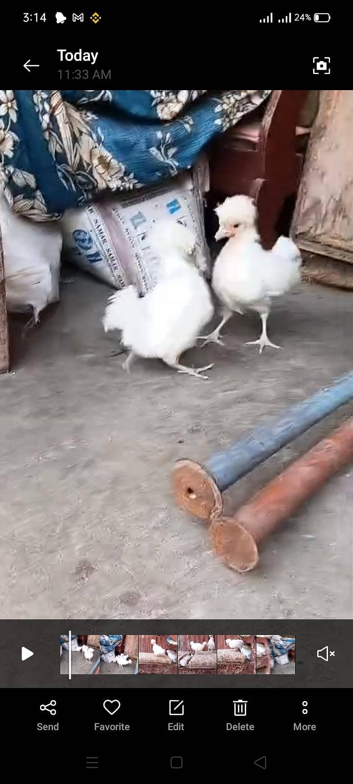 White polish chick's 3