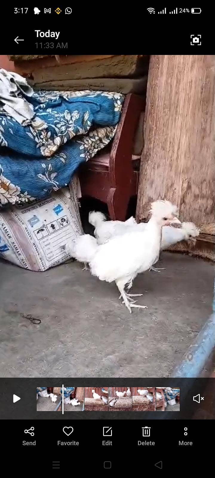White polish chick's 4