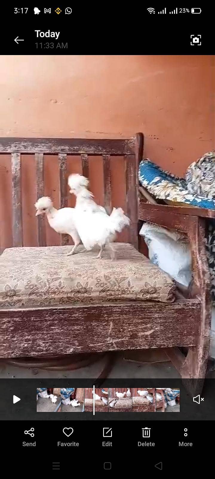 White polish chick's 5