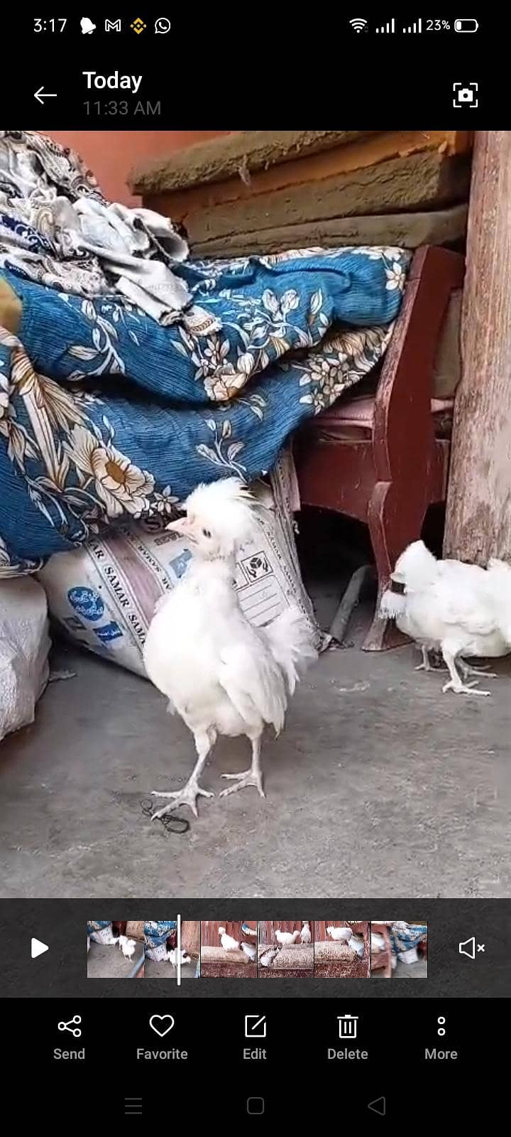 White polish chick's 6