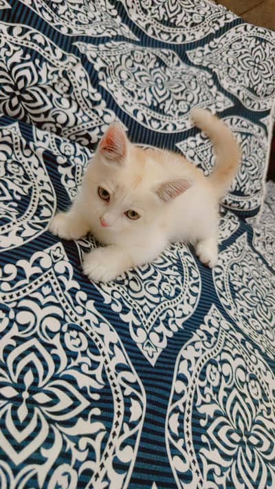 purssian male cat