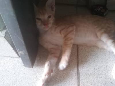 Kittten For Sale