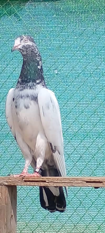 KABOOTAR K BACHY FOR SALE