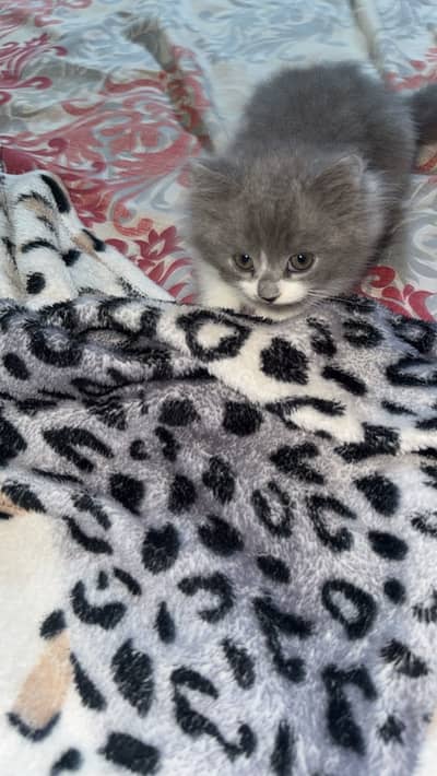 Double coated Kitten