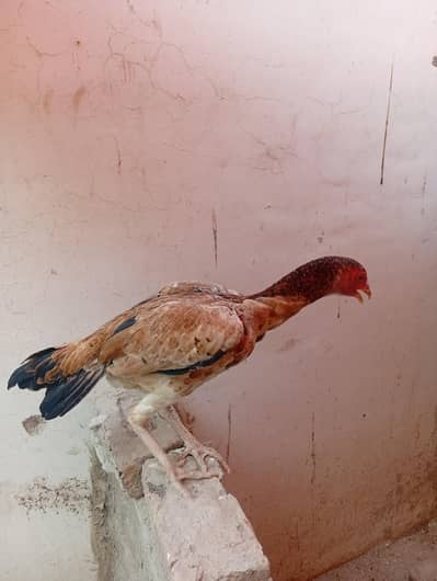 out class female