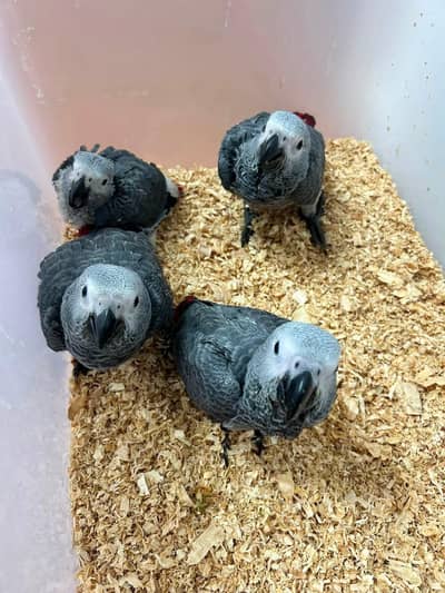 African grey parrot chicks for sale (03227457650)