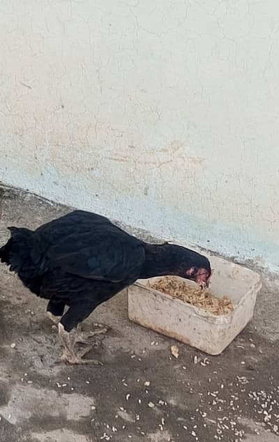 aseel mian wali lacka for sale and 3 desi hen
