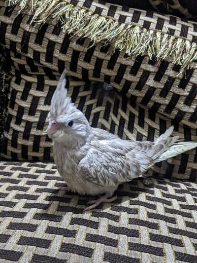 Cocktail Hand taim Chick (self feed pe a rha hy)