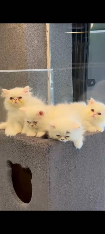 persian picky face kittens