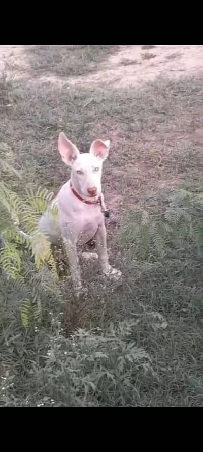 whtsp 03127964114 dog female gulter pink nose