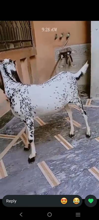 Donda bakra