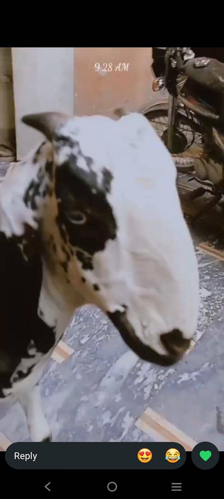 Donda bakra 1